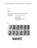 DRUG CARRIER HAVING SELF-ASSEMBLED 3-D NUCLEIC ACID NANOSTRUCTURE diagram and image