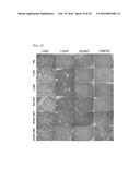 DRUG CARRIER HAVING SELF-ASSEMBLED 3-D NUCLEIC ACID NANOSTRUCTURE diagram and image