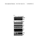 NOVEL USE OF PINOSYLVIN FOR ANGIOGENESIS PROMOTION diagram and image