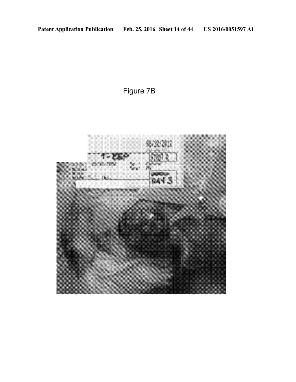 C. NOVYI FOR THE TREATMENT OF SOLID TUMORS IN HUMANS - diagram, schematic, and image 15