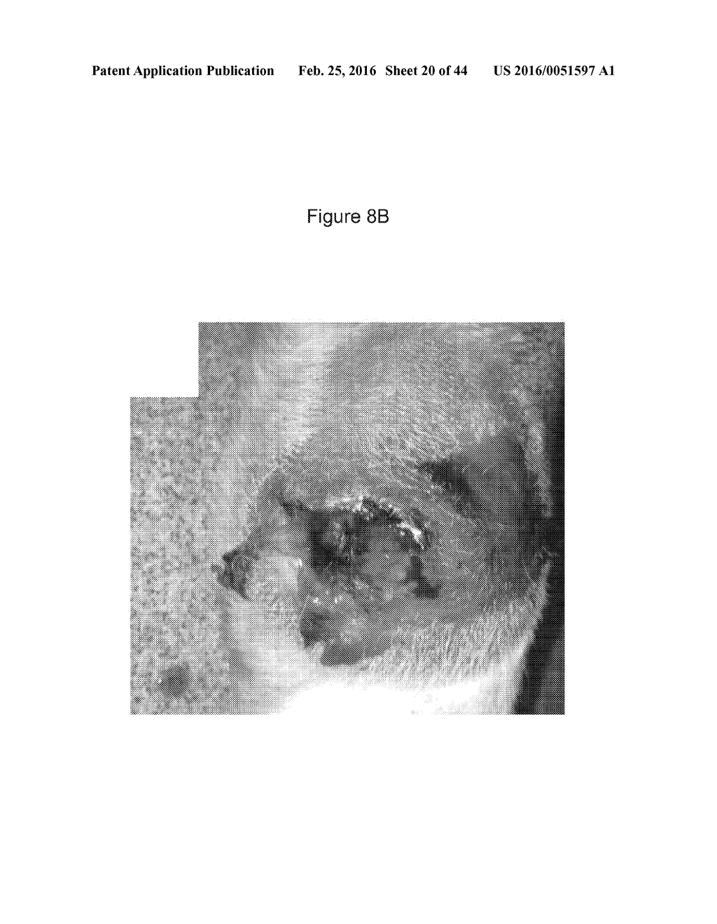 C. NOVYI FOR THE TREATMENT OF SOLID TUMORS IN HUMANS - diagram, schematic, and image 21