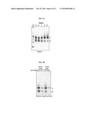 COMPOSITIONS AND METHODS FOR TREATMENT OF HOMOCYSTINURIA diagram and image