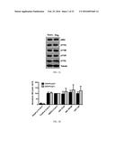 COMPOSITIONS AND METHODS FOR SELECTIVELY MODULATING TREGS diagram and image