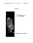 BACTERIALLY-DERIVED, INTACT MINICELLS THAT ENCOMPASS PLASMID-FREE     FUNCTIONAL NUCLEIC ACID FOR IN VIVO DELIVERY TO MAMMALIAN CELLS diagram and image