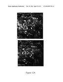 MOLECULAR IMAGING PROBES FOR LUNG CANCER INTRAOPERATIVE GUIDANCE diagram and image