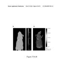 MOLECULAR IMAGING PROBES FOR LUNG CANCER INTRAOPERATIVE GUIDANCE diagram and image