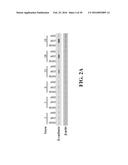 SMALL MOLECULE MEDIATED TRANSCRIPTIONAL INDUCTION OF E-CADHERIN diagram and image