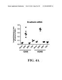 SMALL MOLECULE MEDIATED TRANSCRIPTIONAL INDUCTION OF E-CADHERIN diagram and image