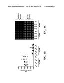 SMALL MOLECULE MEDIATED TRANSCRIPTIONAL INDUCTION OF E-CADHERIN diagram and image