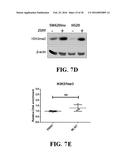 SMALL MOLECULE MEDIATED TRANSCRIPTIONAL INDUCTION OF E-CADHERIN diagram and image