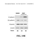 SMALL MOLECULE MEDIATED TRANSCRIPTIONAL INDUCTION OF E-CADHERIN diagram and image