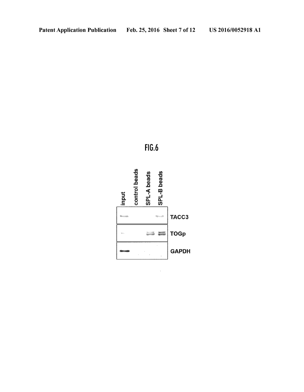 SMALL COMPOUNDS TARGETING TACC3 - diagram, schematic, and image 08