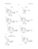 MACROLIDES AND METHODS OF THEIR PREPARATION AND USE diagram and image