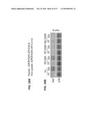 USE OF INHIBITORY PEPTIDES FOR THE TREATMENT OF INFLAMMATORY DISEASES diagram and image