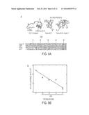 FAMILY OF SYNTHETIC POLYNUCLEOTIDE-BINDING PEPTIDES AND USES THEREOF diagram and image