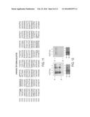 FAMILY OF SYNTHETIC POLYNUCLEOTIDE-BINDING PEPTIDES AND USES THEREOF diagram and image