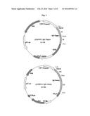 ANTIBODY SPECIFICALLY BINDING TO HER2 diagram and image