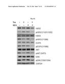 ANTIBODY SPECIFICALLY BINDING TO HER2 diagram and image