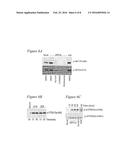 METHODS FOR TREATING INFECTION BY HPV diagram and image