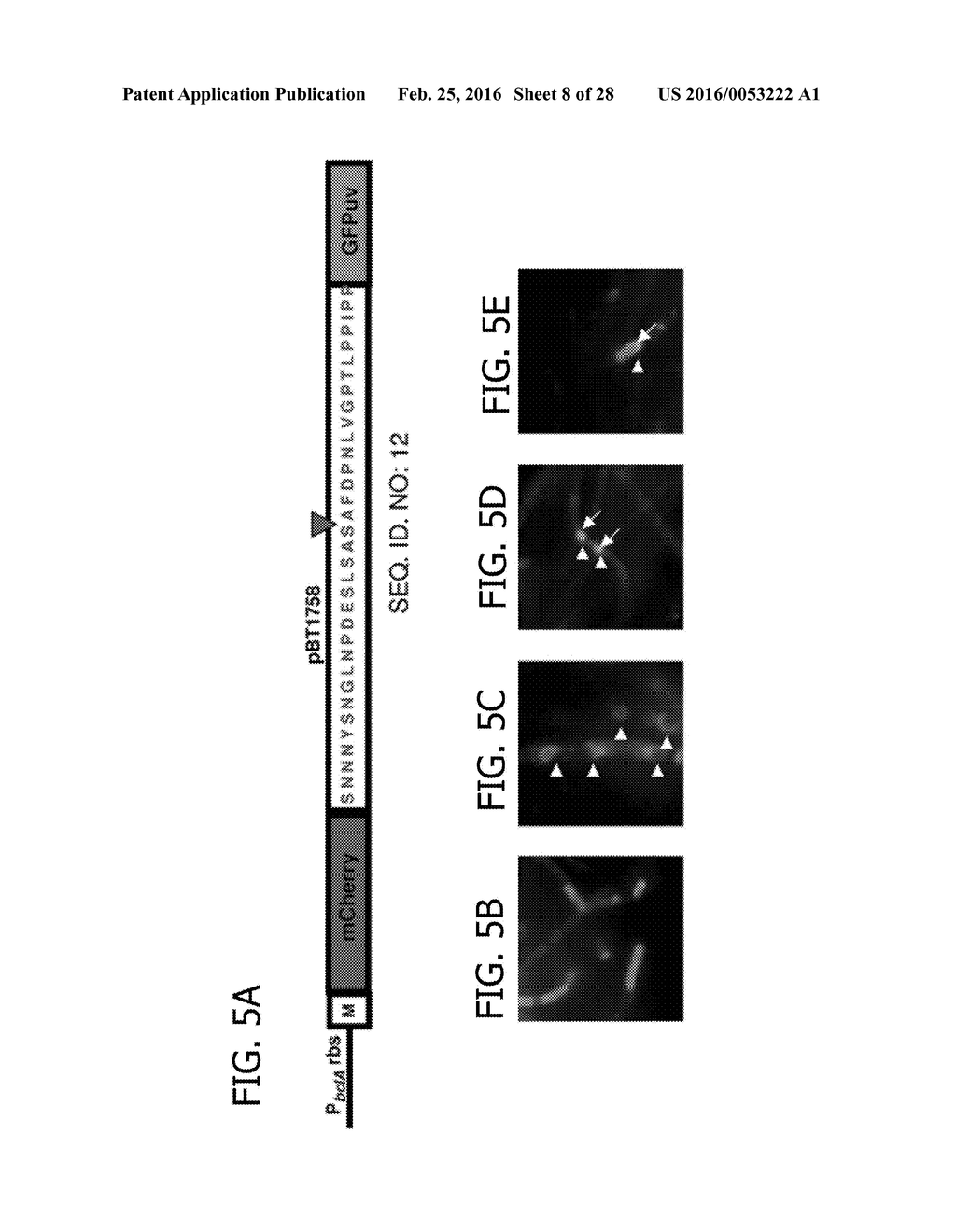 BACILLUS BASED DELIVERY SYSTEM AND METHODS OF USE - diagram, schematic, and image 09