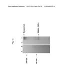 BACILLUS BASED DELIVERY SYSTEM AND METHODS OF USE diagram and image