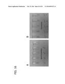 BACILLUS BASED DELIVERY SYSTEM AND METHODS OF USE diagram and image