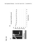 BACILLUS BASED DELIVERY SYSTEM AND METHODS OF USE diagram and image