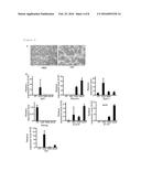 Culture Medium And Method For Inducing Differentiation of Pluripotent Stem     Cells To Hepatoblasts diagram and image