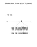 ADENOVIRAL ASSEMBLY METHOD diagram and image