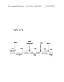 ADENOVIRAL ASSEMBLY METHOD diagram and image