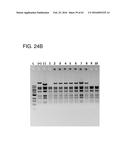 ADENOVIRAL ASSEMBLY METHOD diagram and image