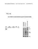 ADENOVIRAL ASSEMBLY METHOD diagram and image