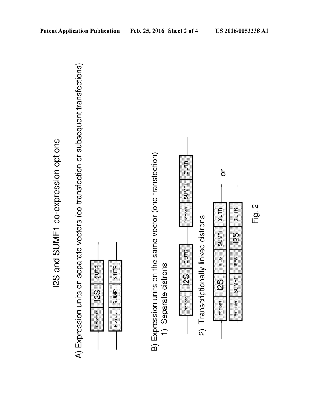 CELLS FOR PRODUCING RECOMBINANT IDURONATE-2-SULFATASE - diagram, schematic, and image 03