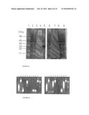 THERMOSTABLE NUCLEASE diagram and image