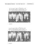 THERMOSTABLE NUCLEASE diagram and image