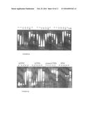 THERMOSTABLE NUCLEASE diagram and image