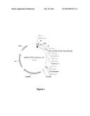 ALPHA-AMYLASE VARIANTS diagram and image