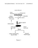 Stabilized Aptamers to Platelet Derived Growth Factor and Their Use as     Oncology Therapeutics diagram and image