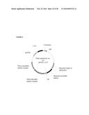 PLANTS HAVING ENHANCED YIELD-RELATED TRAITS AND METHOD FOR MAKING SAME diagram and image