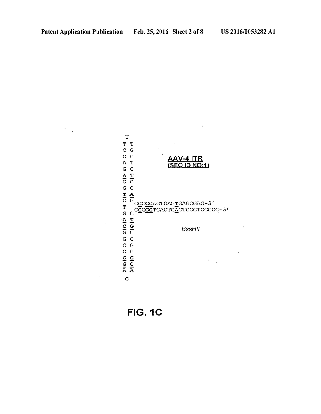 Self-Complementary Parvoviral Vectors, and Methods for Making and Using     the Same - diagram, schematic, and image 03