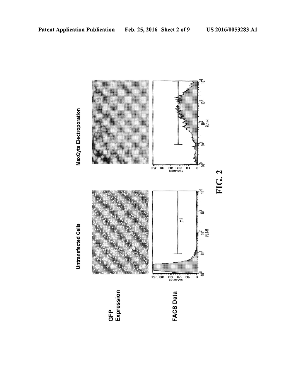 Methods and Compositions for Generating Stable Transfected Cells - diagram, schematic, and image 03