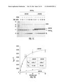 METHODS FOR IDENTIFYING PROTEINS AND COMPOUNDS THAT MODULATE THE ACTIVITY     OF OTUB1 diagram and image