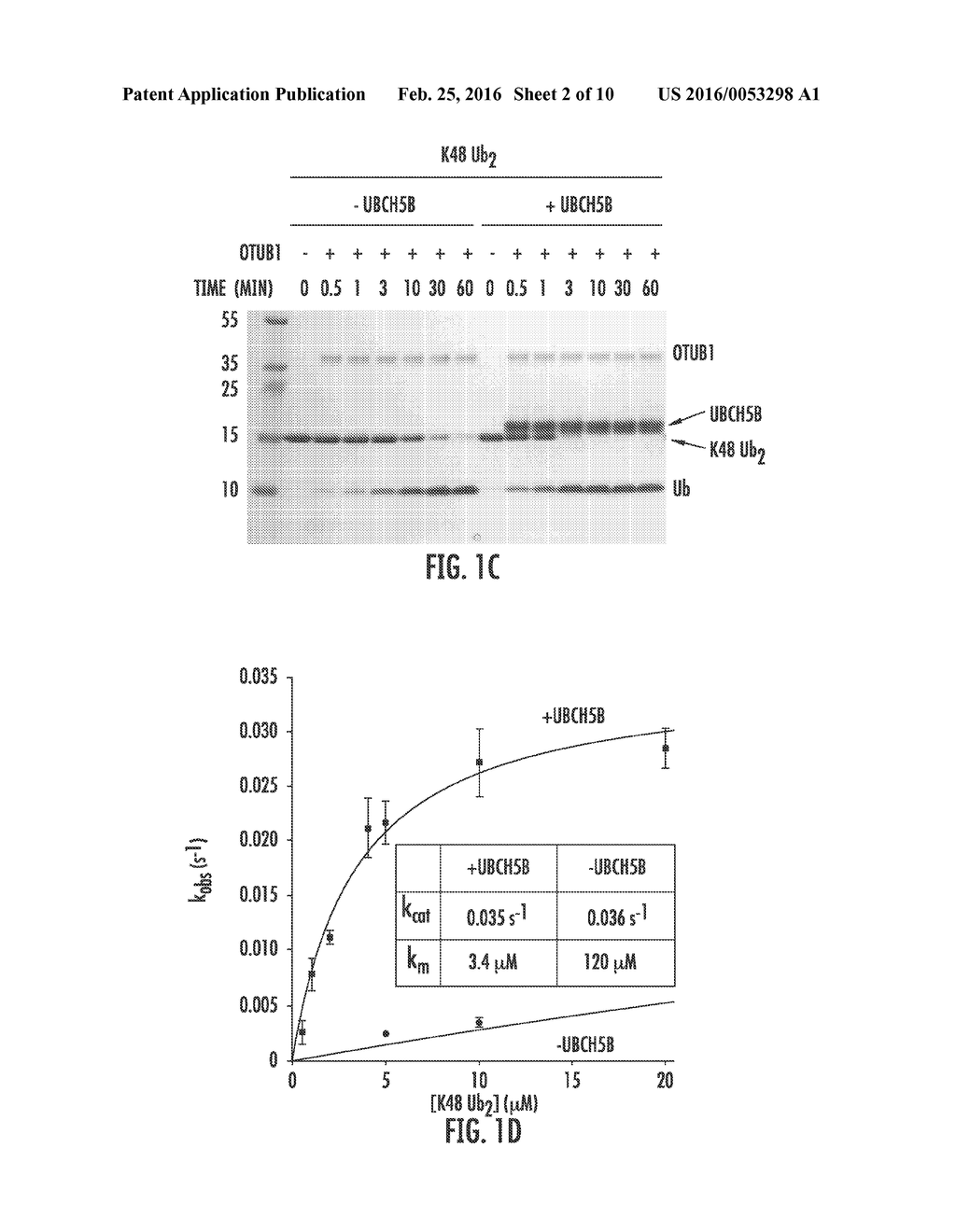 METHODS FOR IDENTIFYING PROTEINS AND COMPOUNDS THAT MODULATE THE ACTIVITY     OF OTUB1 - diagram, schematic, and image 03