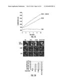 METHODS FOR IDENTIFYING PROTEINS AND COMPOUNDS THAT MODULATE THE ACTIVITY     OF OTUB1 diagram and image