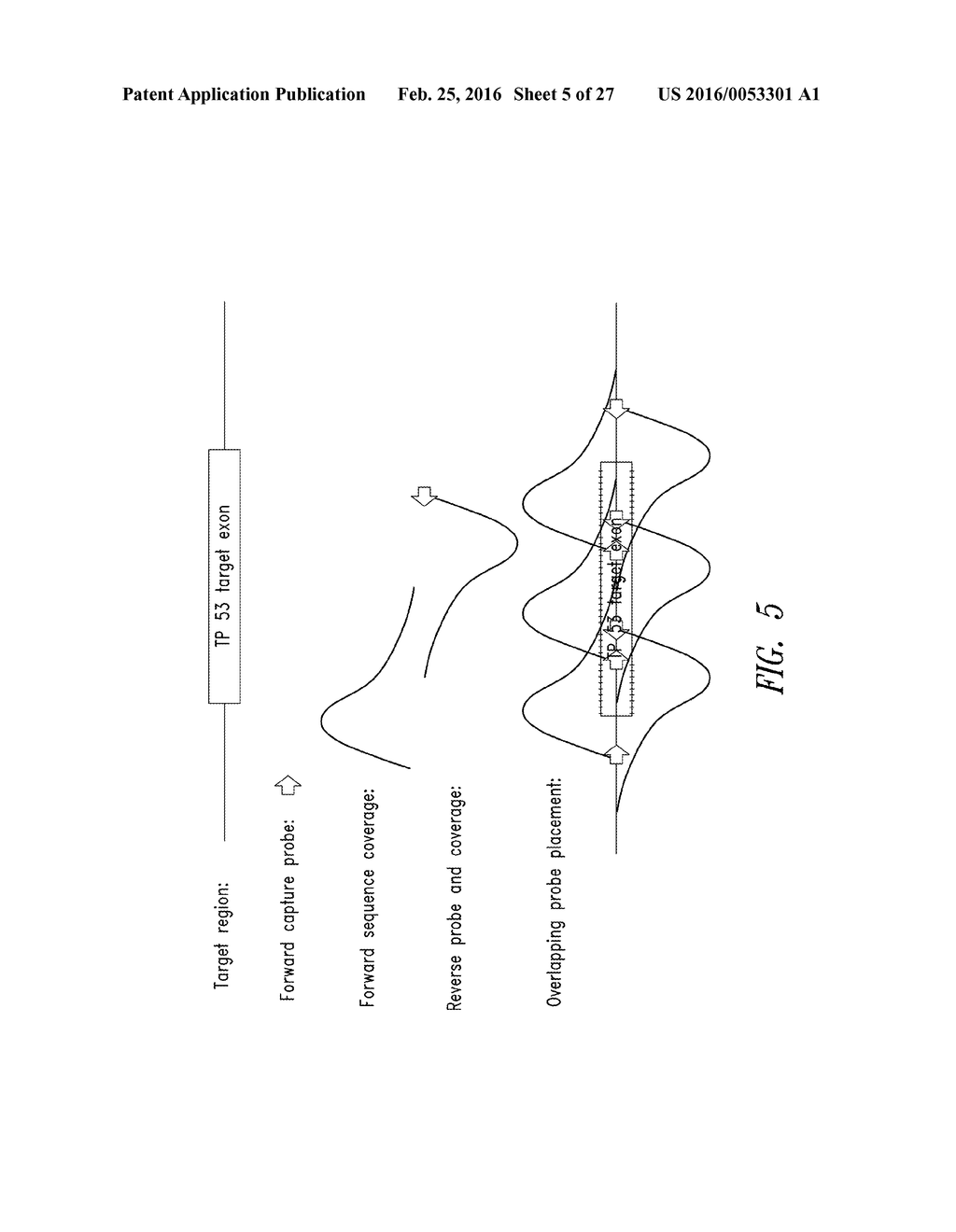 METHODS FOR QUANTITATIVE GENETIC ANALYSIS OF CELL FREE DNA - diagram, schematic, and image 06