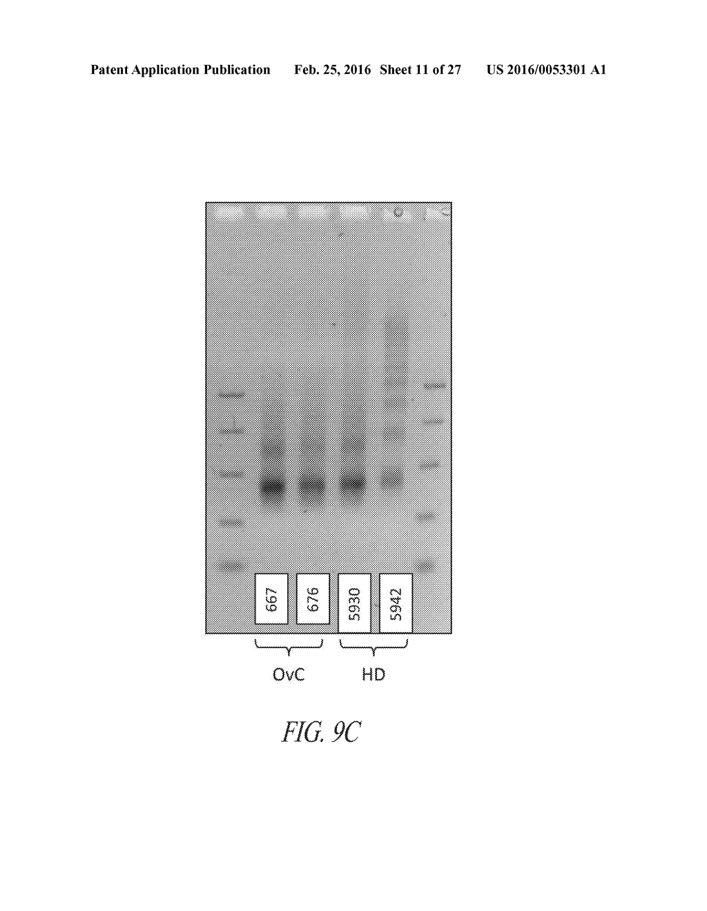 METHODS FOR QUANTITATIVE GENETIC ANALYSIS OF CELL FREE DNA - diagram, schematic, and image 12