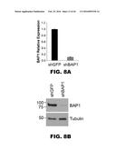 COMPOSITIONS AND METHODS FOR DETECTING CANCER METASTASIS diagram and image