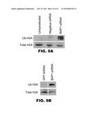 COMPOSITIONS AND METHODS FOR DETECTING CANCER METASTASIS diagram and image