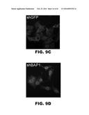 COMPOSITIONS AND METHODS FOR DETECTING CANCER METASTASIS diagram and image