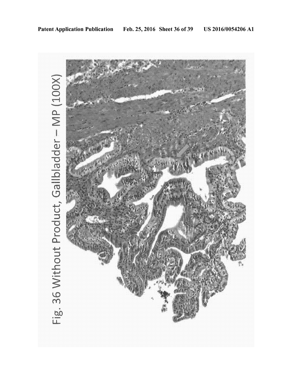 AQUEOUS COMPOSITIONS AND METHODS OF USING THE SAME FORHISTOPATHOLOGICAL     EVALUATION OF TISSUE SAMPLES - diagram, schematic, and image 37